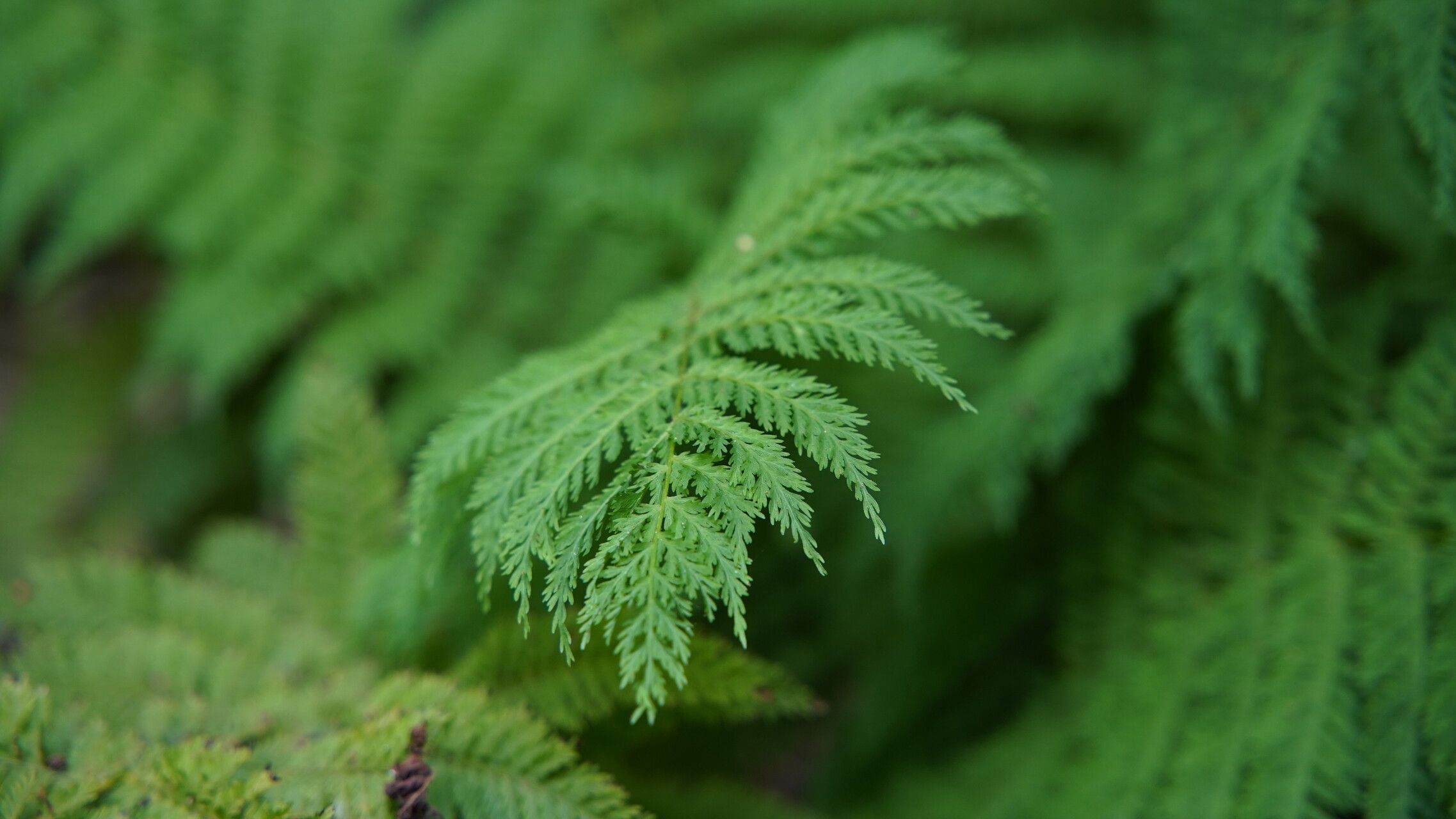 Leptopteris hymenophylloides leaf
