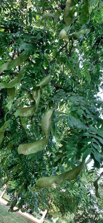 Gleditsia caspia leaf