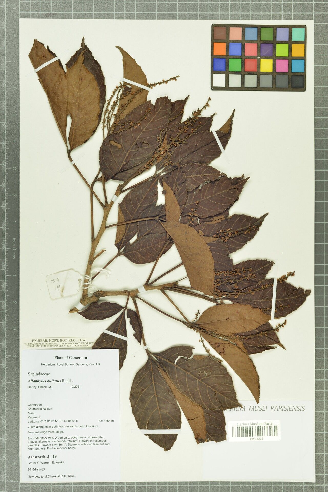 Allophylus bullatus — houseplant care guide