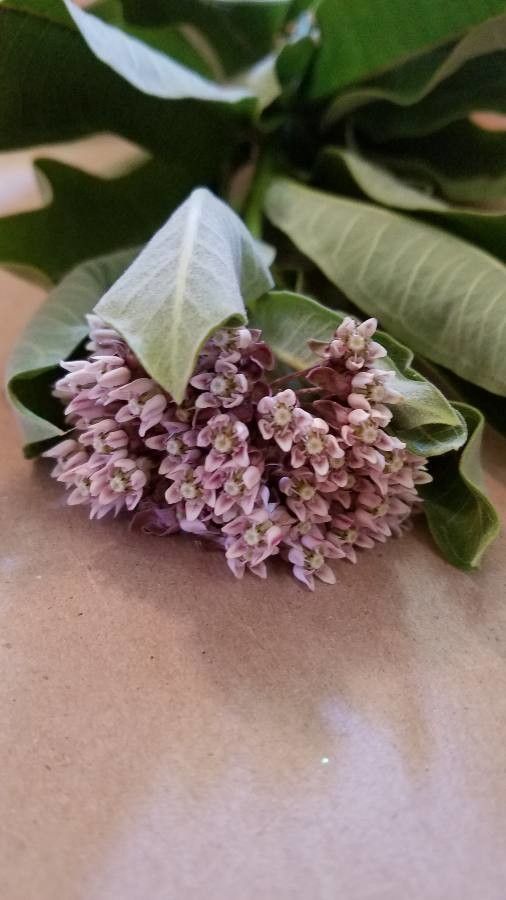 Asclepias solanoana — search result for 'Asclepias'