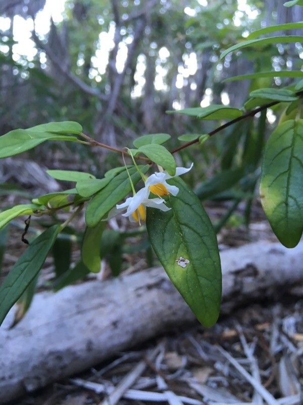 Solanum insulaepinorum flower