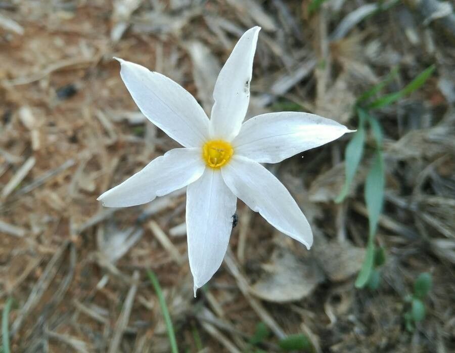 Narcissus serotinus flower