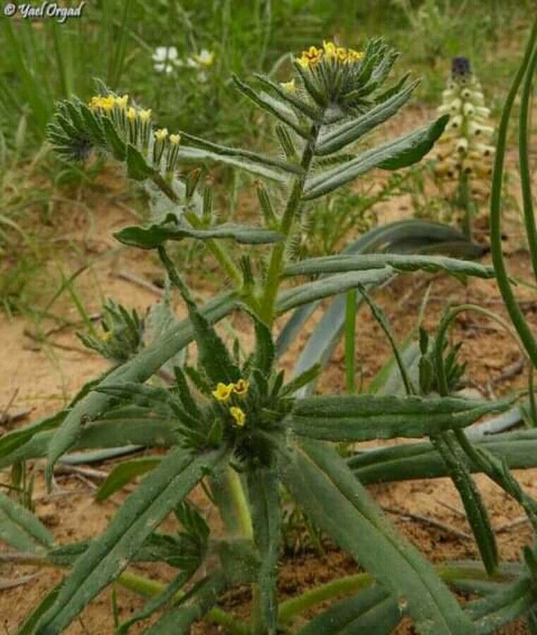 Arnebia decumbens leaf
