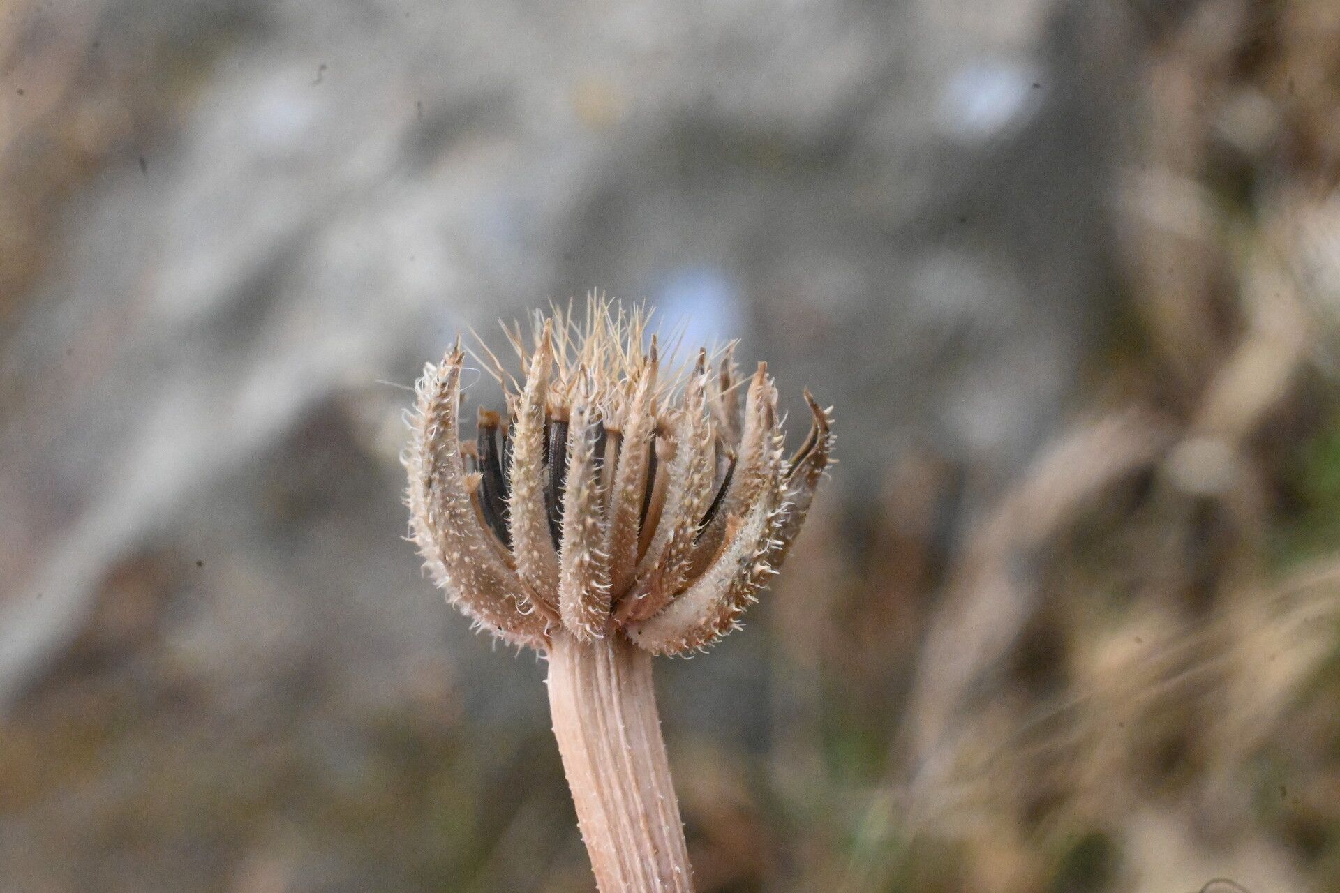 Hedypnois rhagadioloides fruit