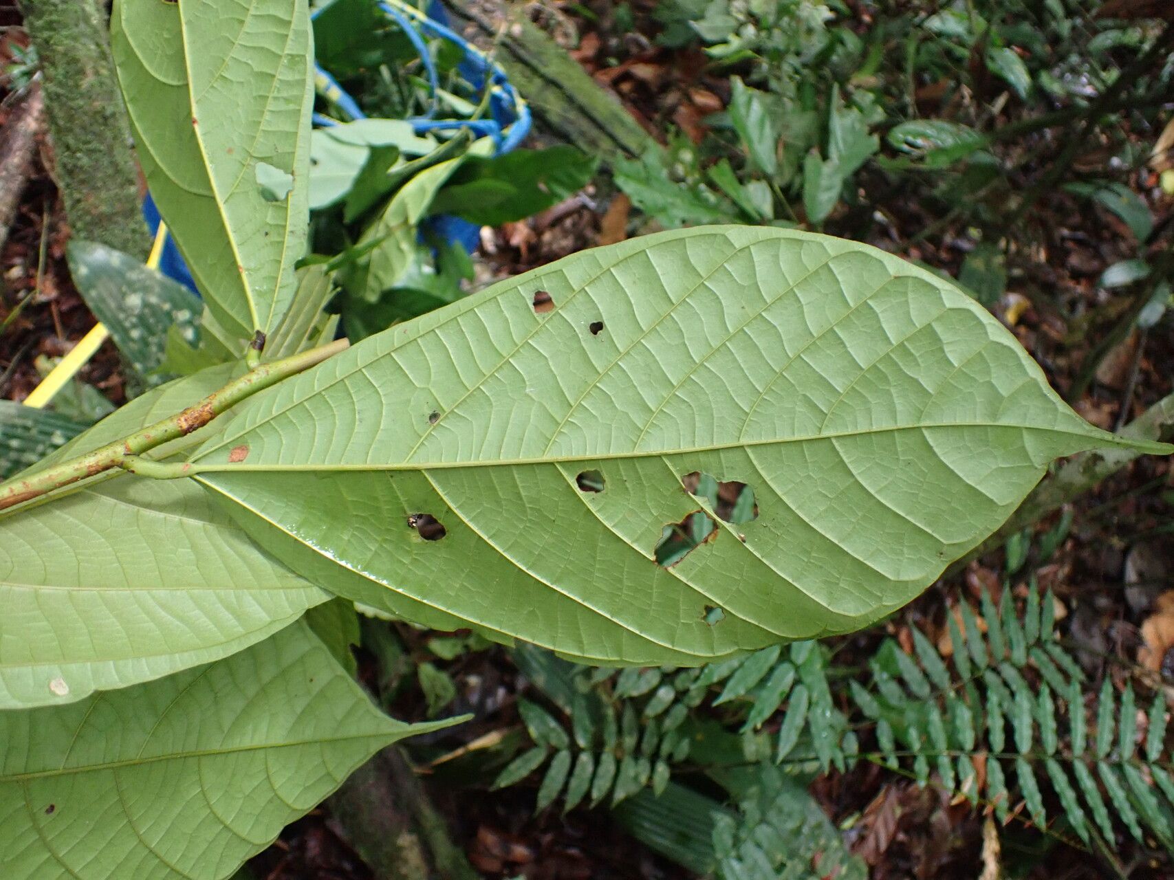 Grewia coriacea leaf