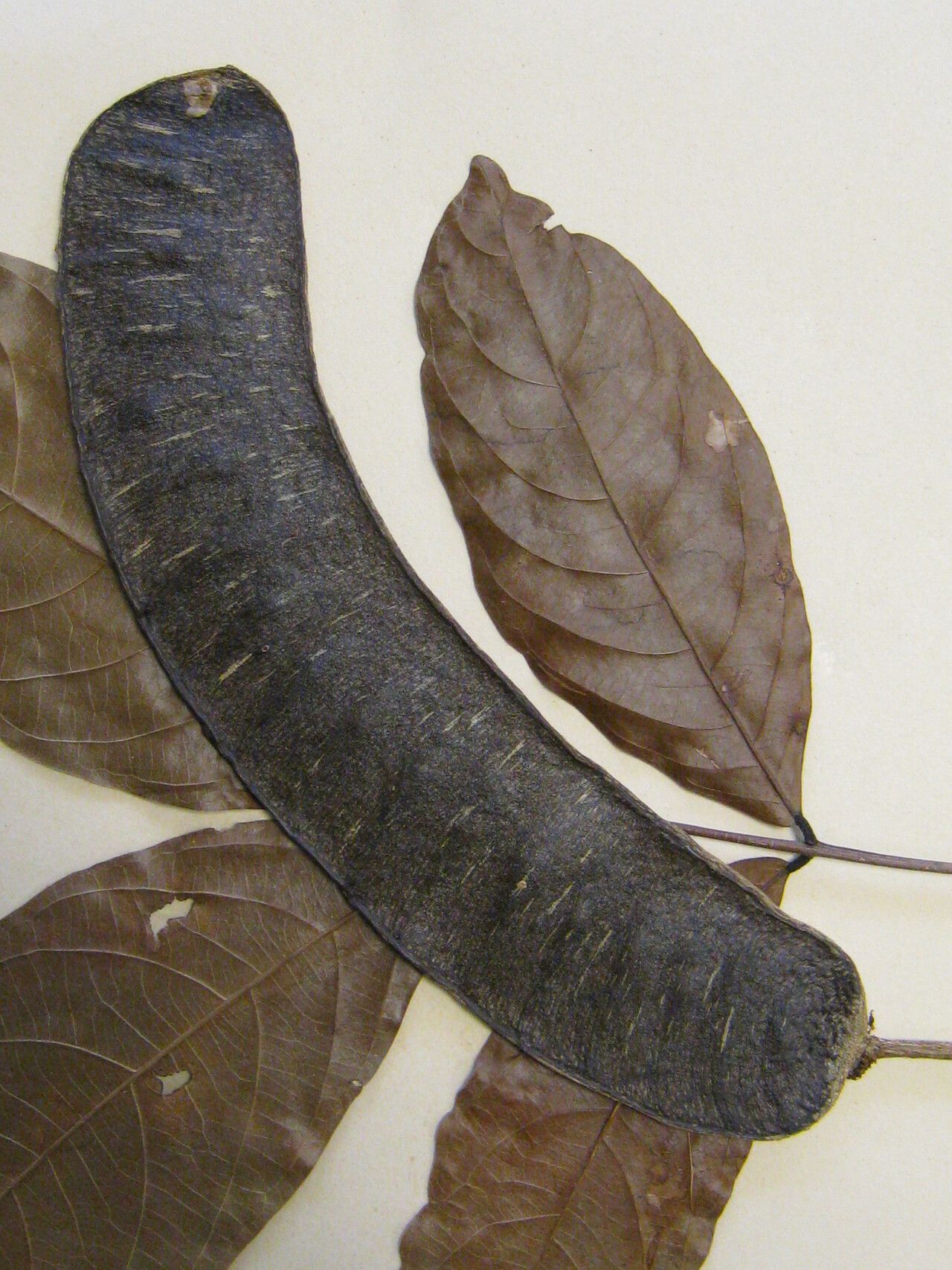 Inga acrocephala other