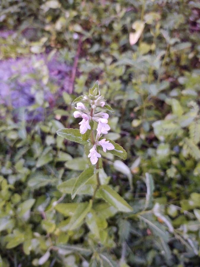 Stachys floridana flower