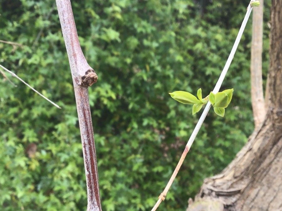 Fontanesia phillyreoides leaf