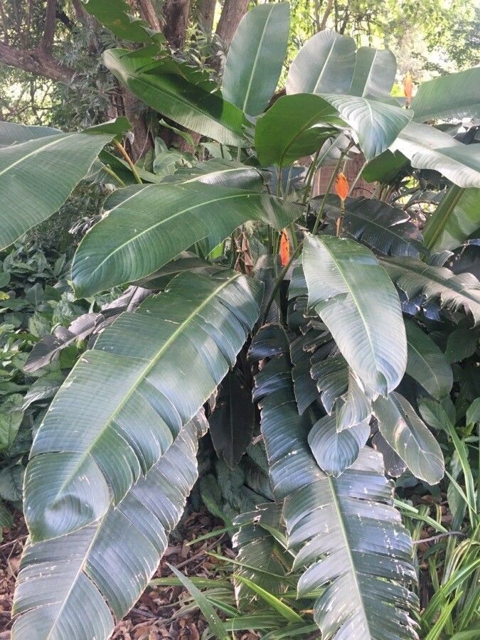 Heliconia episcopalis habit