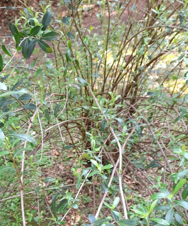 Escallonia megapotamica habit