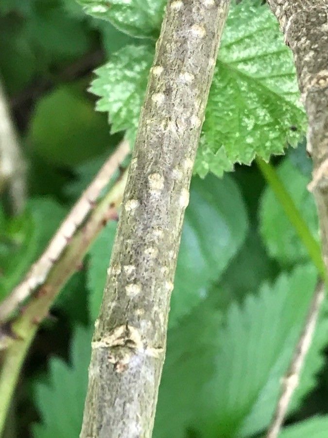 Phygelius aequalis bark