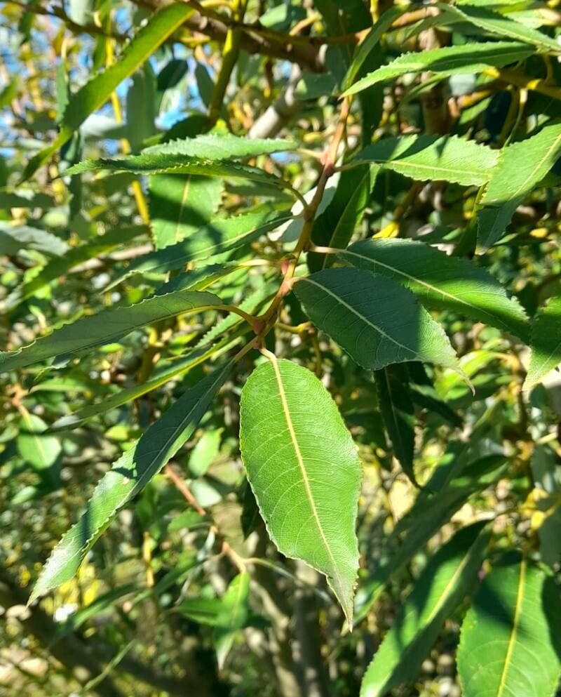 Salix disperma leaf