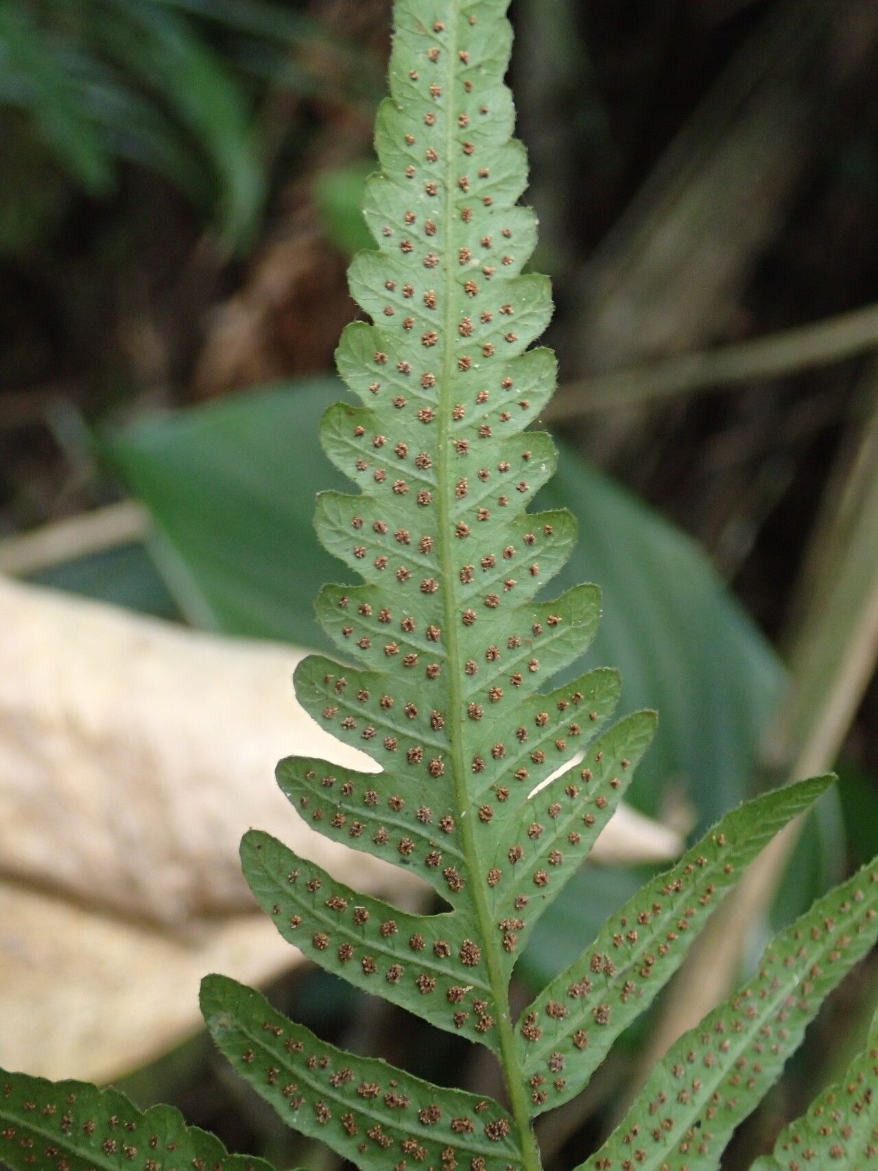 Thelypteris arbuscula