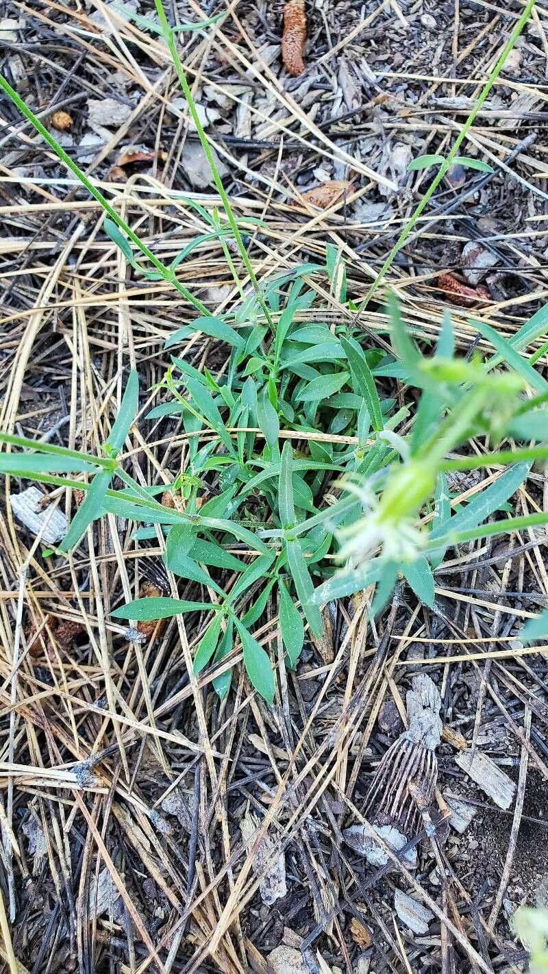 Silene lemmonii — search result for 'Silene'