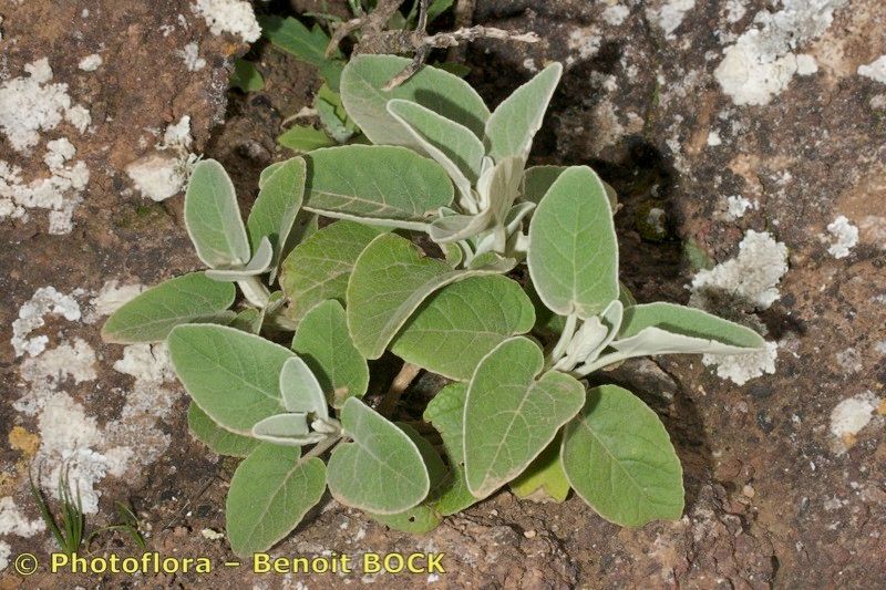 Sideritis pumila other