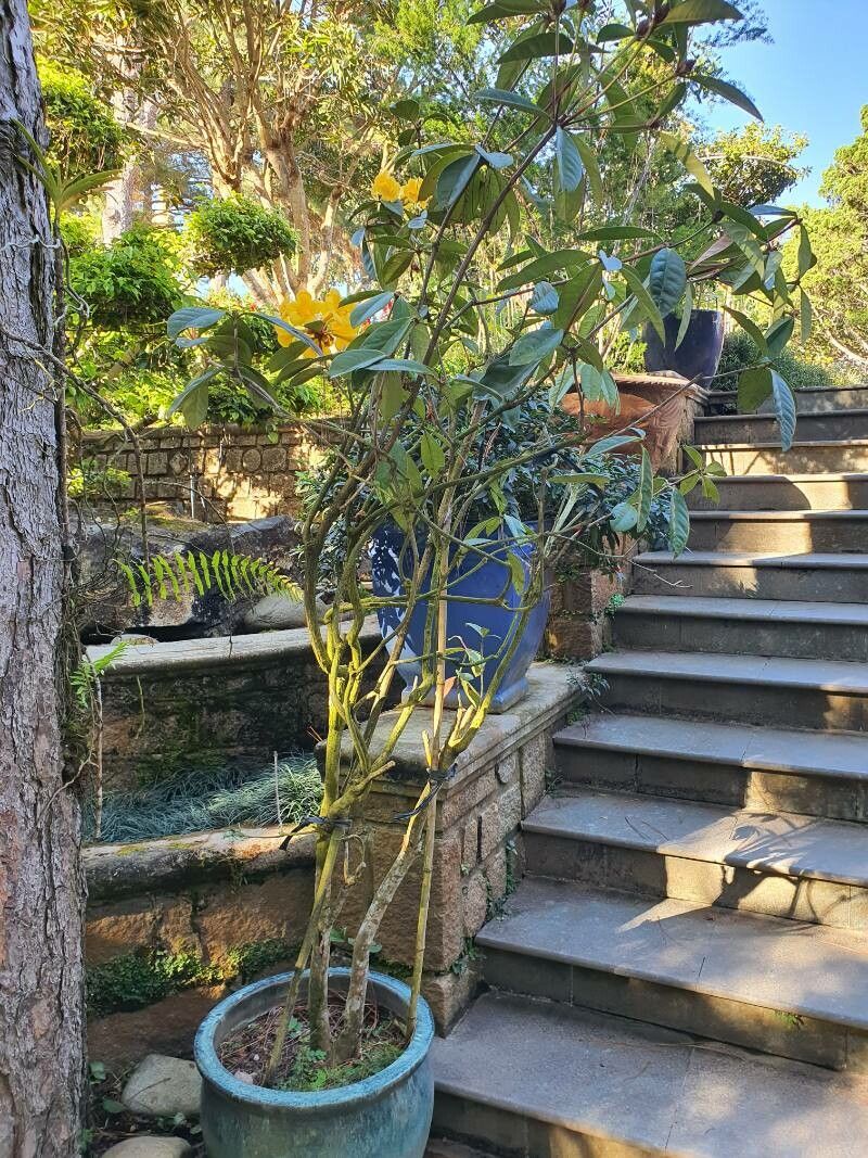 Rhododendron aurigeranum habit