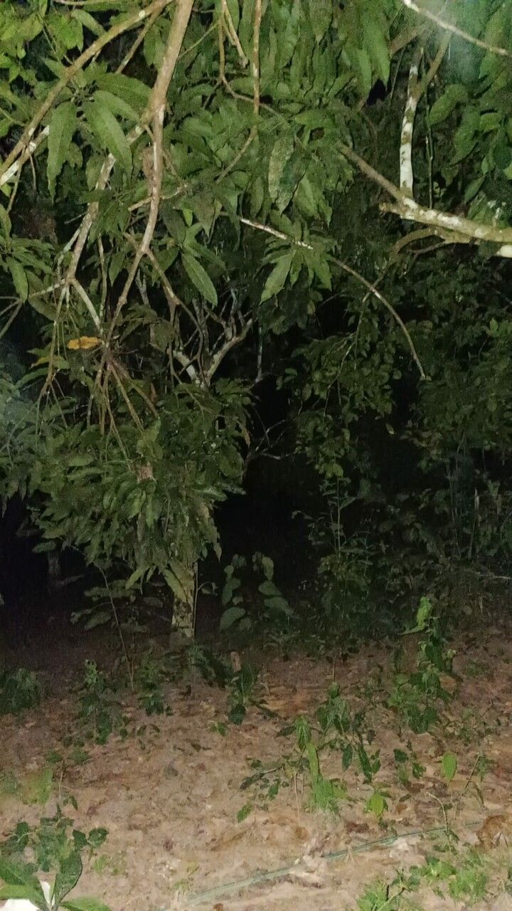 Heptapleurum heterophyllum leaf