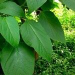 Clerodendrum trichotomum