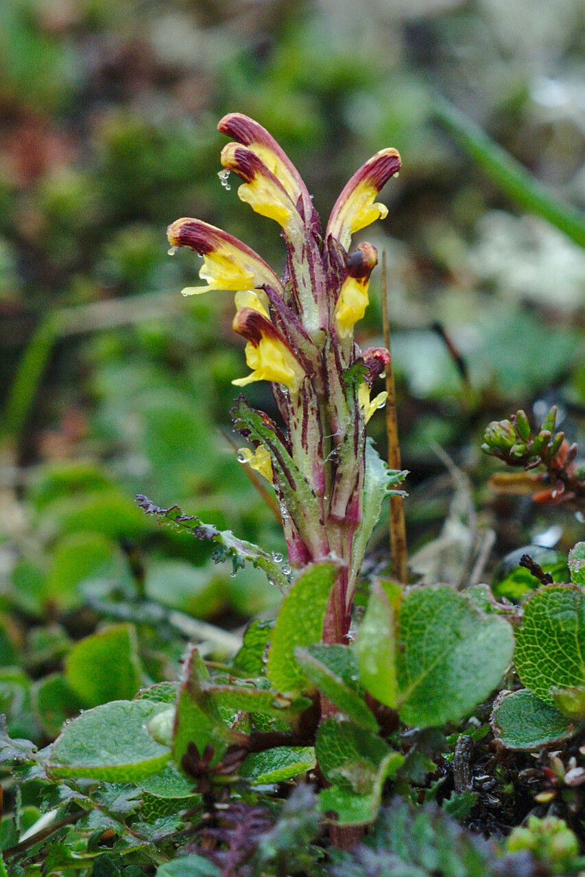 Pedicularis flammea flower