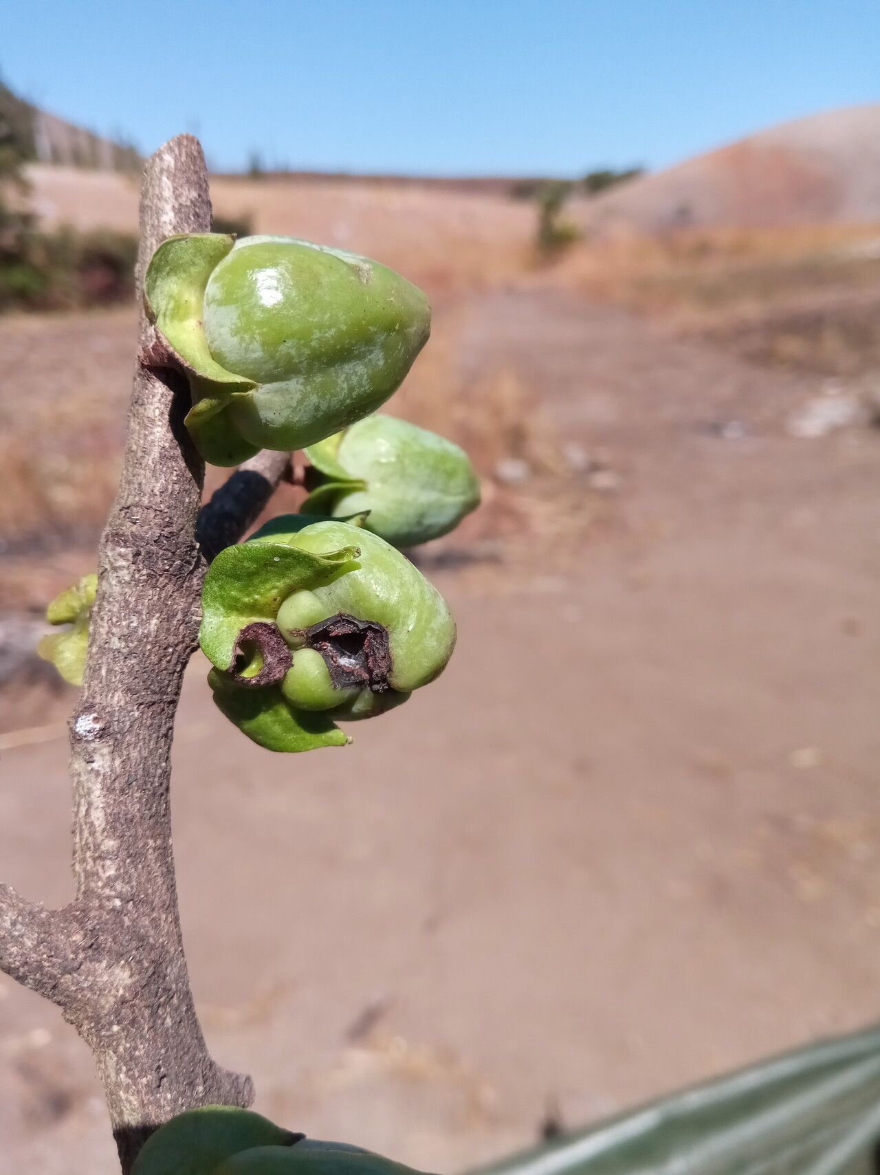 Diospyros mangabensis fruit