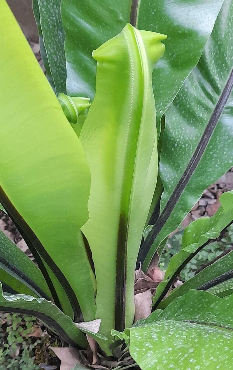 Asplenium australasicum — search result for 'Aspleniaceae'
