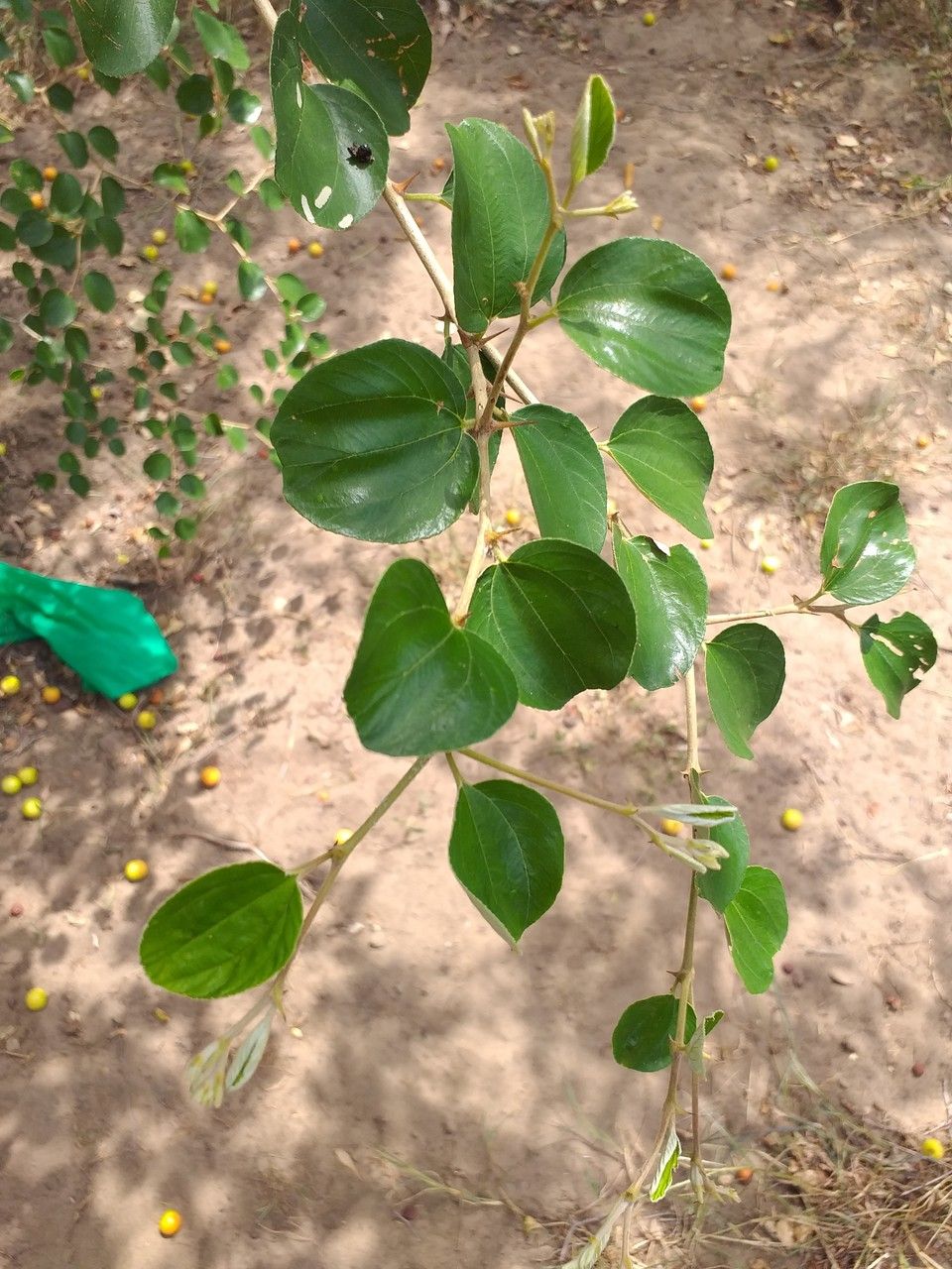Ziziphus mauritiana — search result for 'Rhamnaceae'
