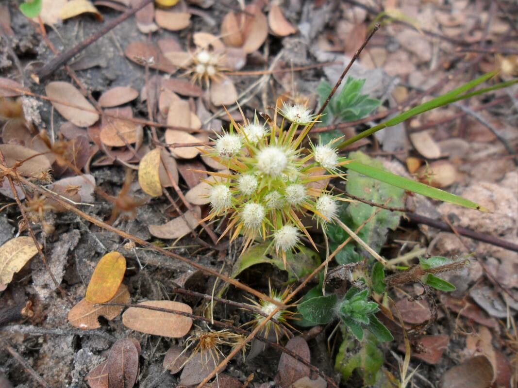 Syngonanthus cuyabensis other