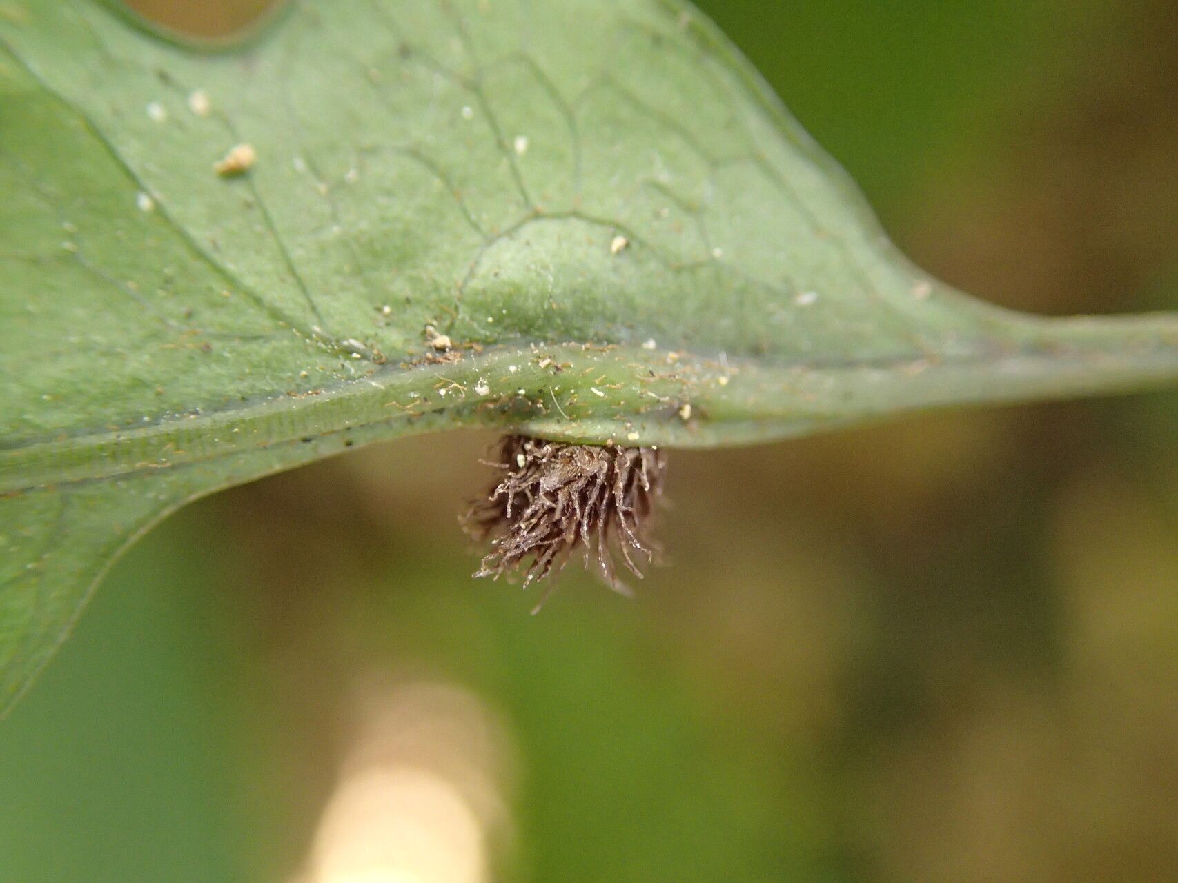 Bolbitis gemmifer — houseplant care guide