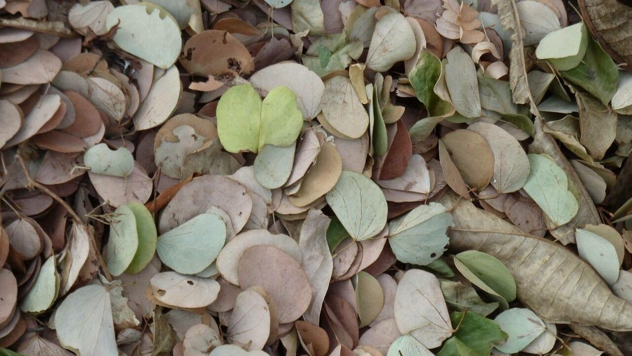 Phyllanthus deciduiramus — search result for 'Phyllanthus'