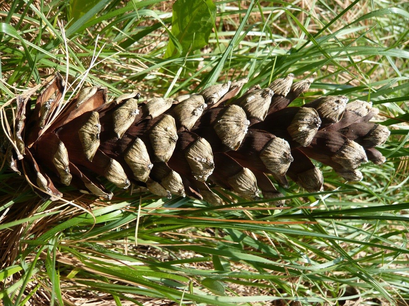 Pinus × holfordiana fruit