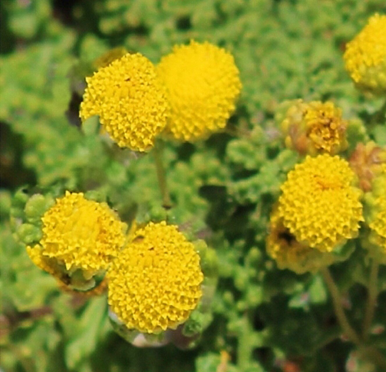 Oncosiphon sabulosus — related species from the same genus