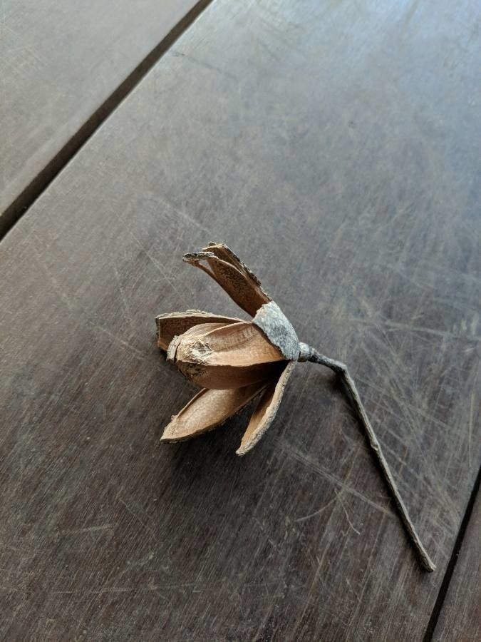 Cedrela odorata fruit