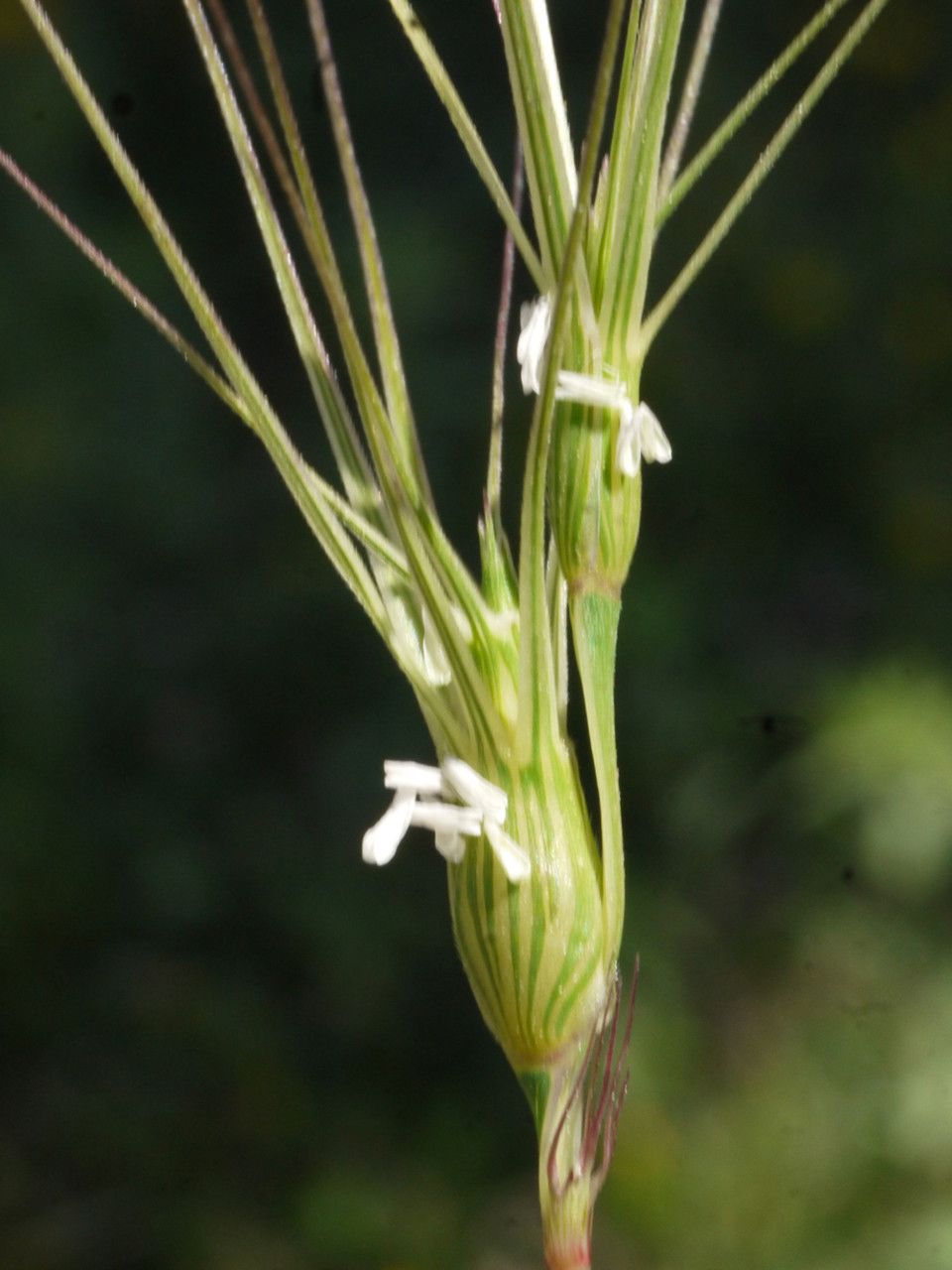 Aegilops biuncialis other