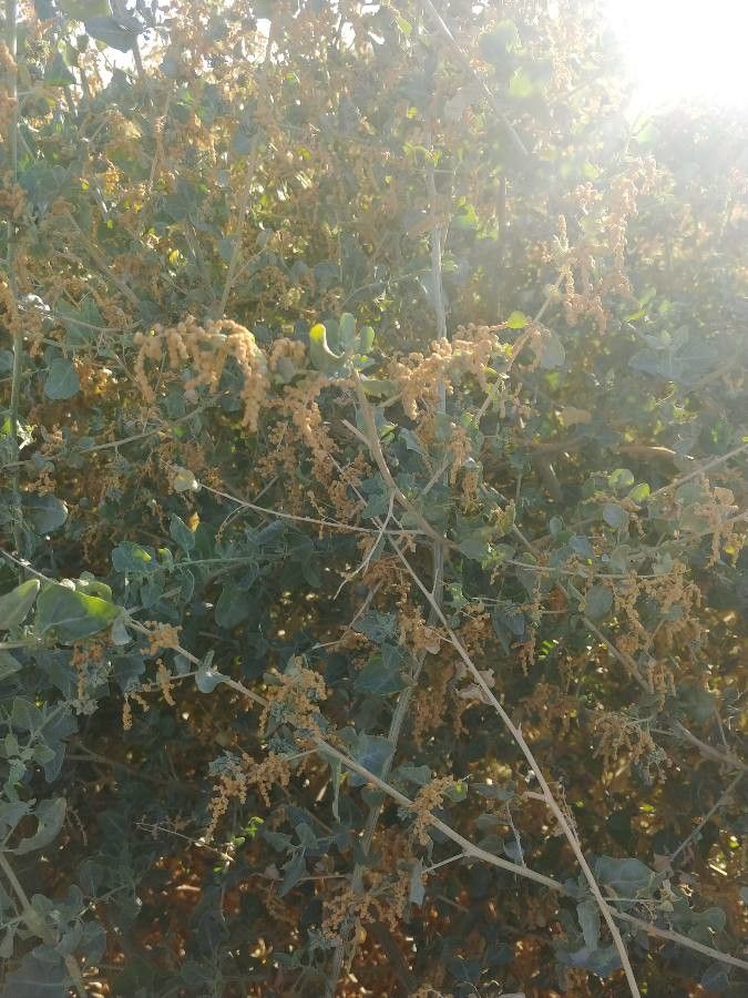 Atriplex lentiformis other