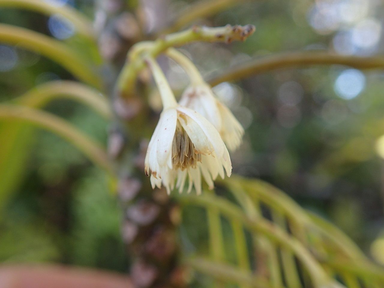 Elaeocarpus vieillardii flower