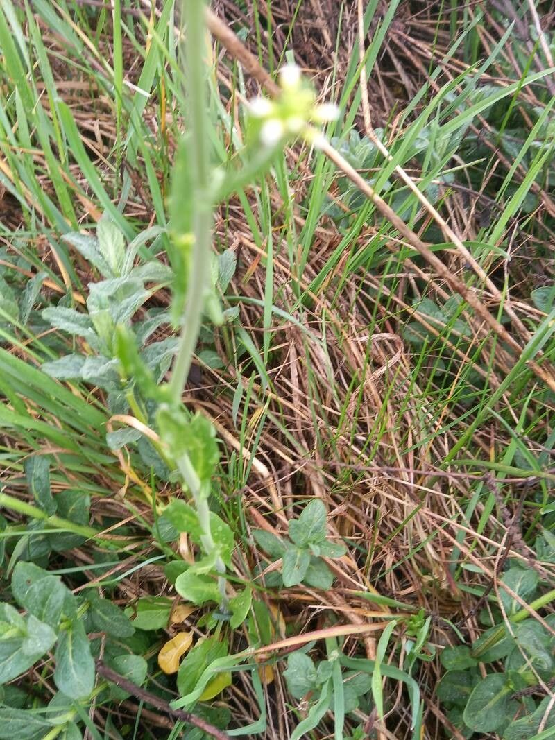 Thlaspi alliaceum leaf