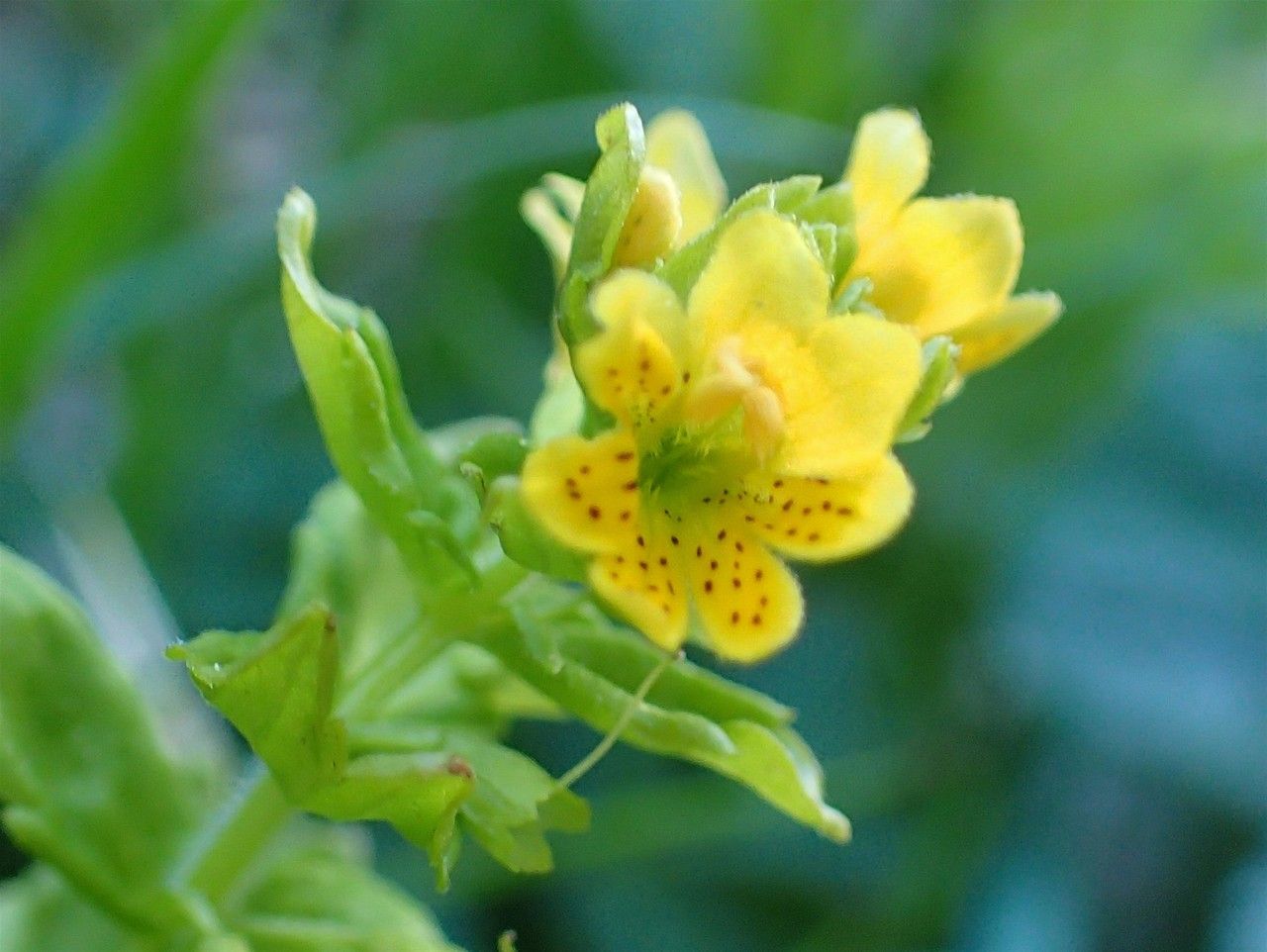 Tozzia alpina flower