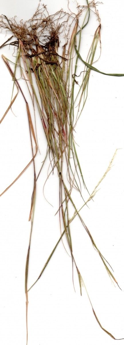 Sporobolus vaginiflorus — search result for 'Sporobolus'