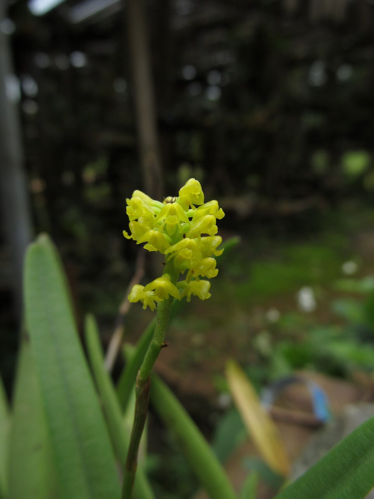 Polystachya golungensis flower