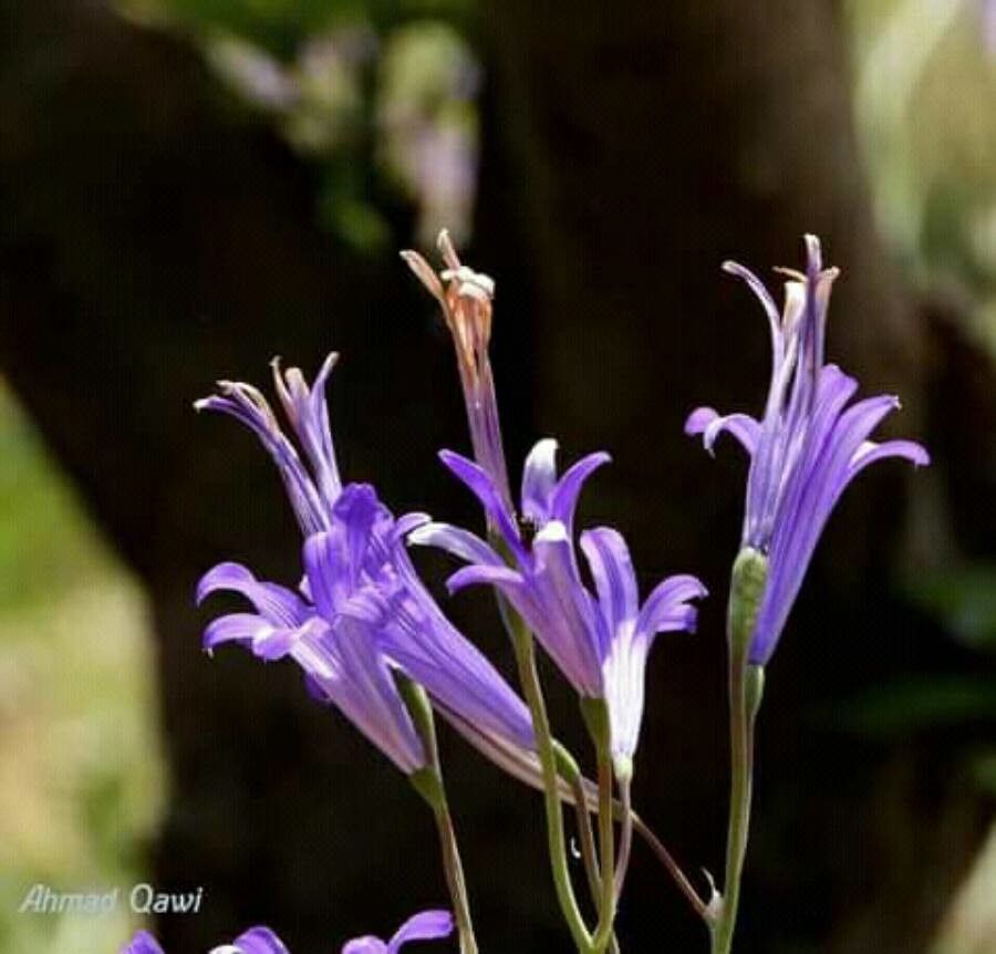 Ixiolirion tataricum flower