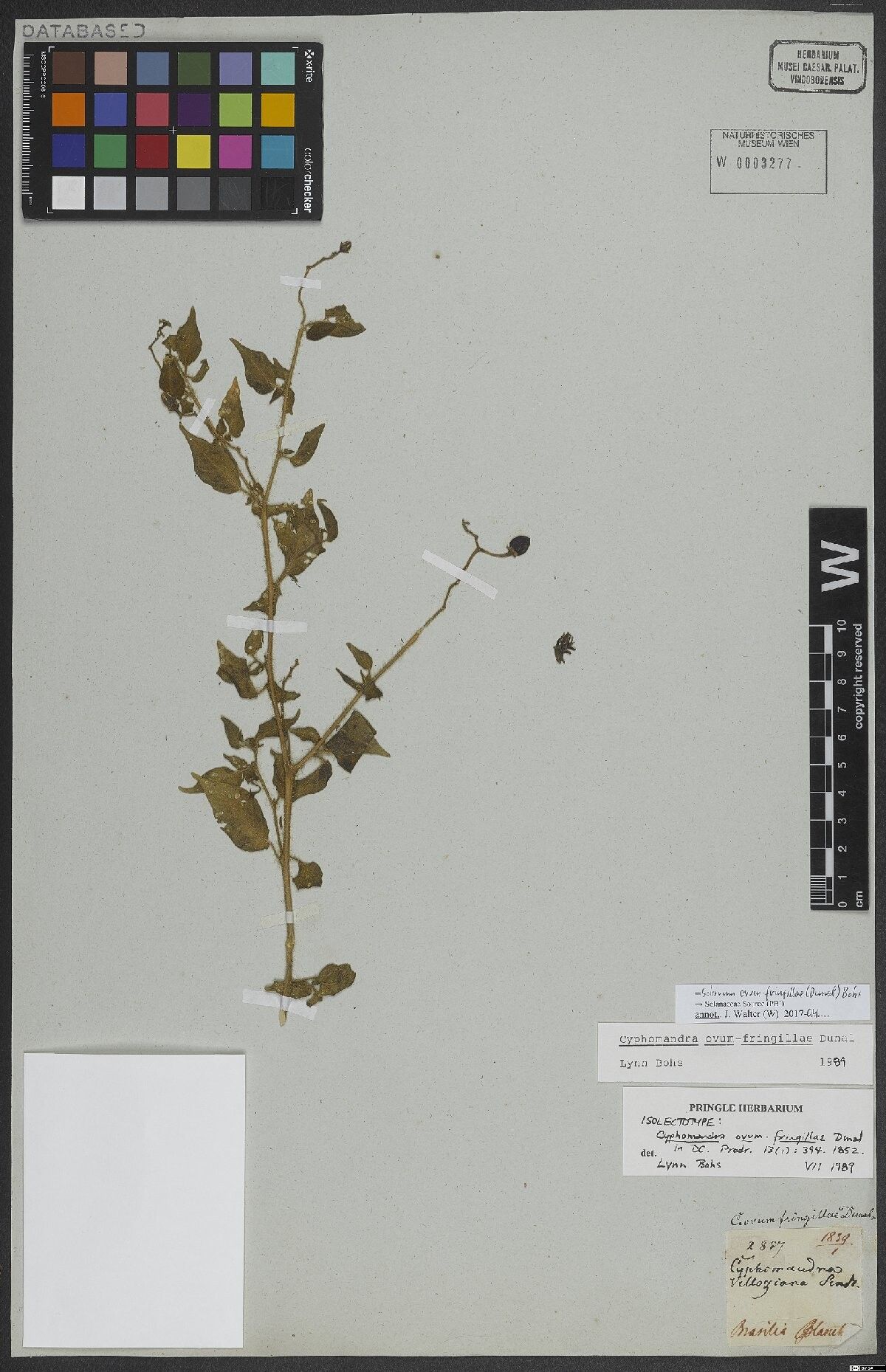 Solanum ovum-fringillae — houseplant care guide