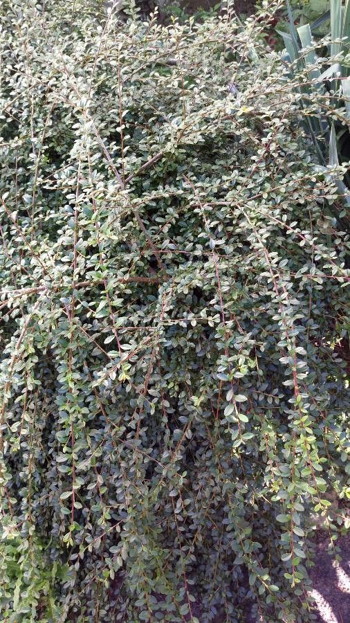 Cotoneaster atropurpureus — search result for 'Cotoneaster'
