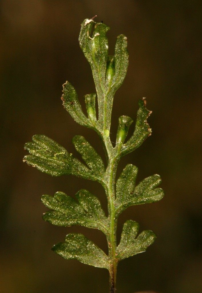 Trichomanes humile — houseplant care guide