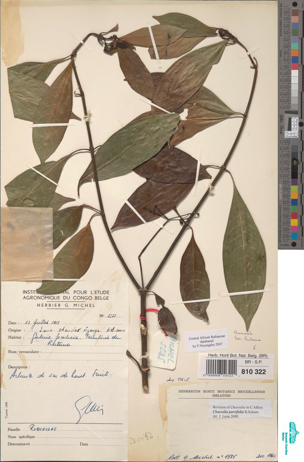 Chassalia subochreata — houseplant care guide