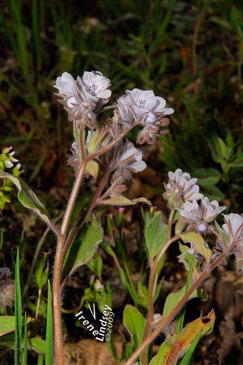 Phacelia congdonii habit