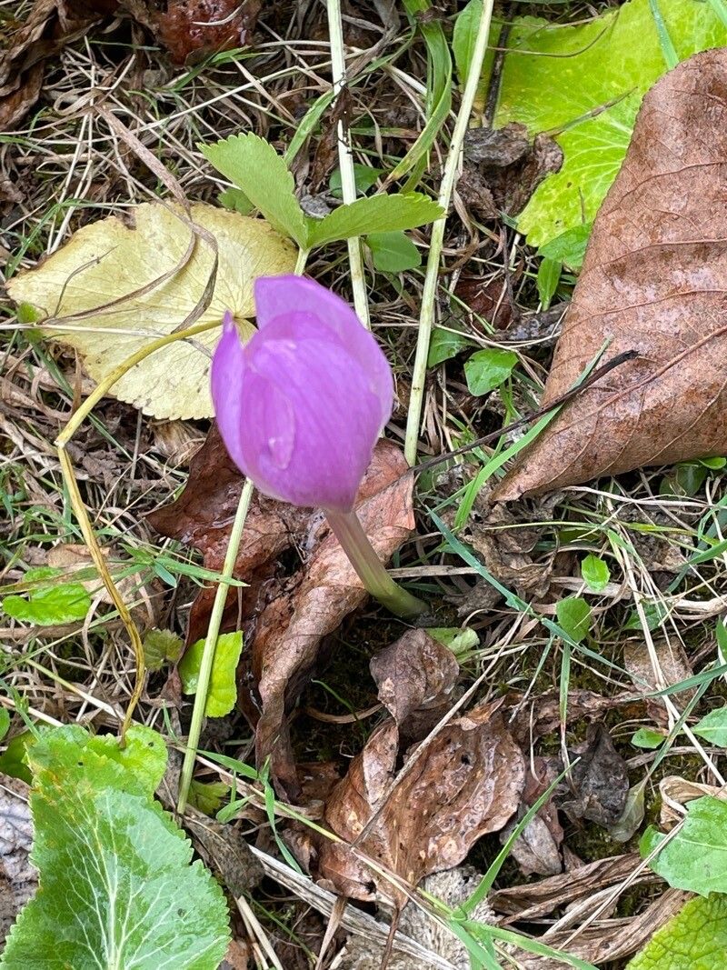 Crocus speciosus habit
