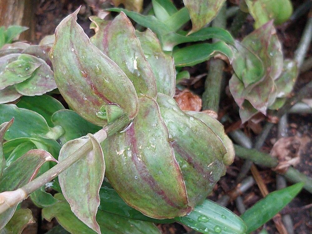 Callisia soconuscensis — houseplant care guide