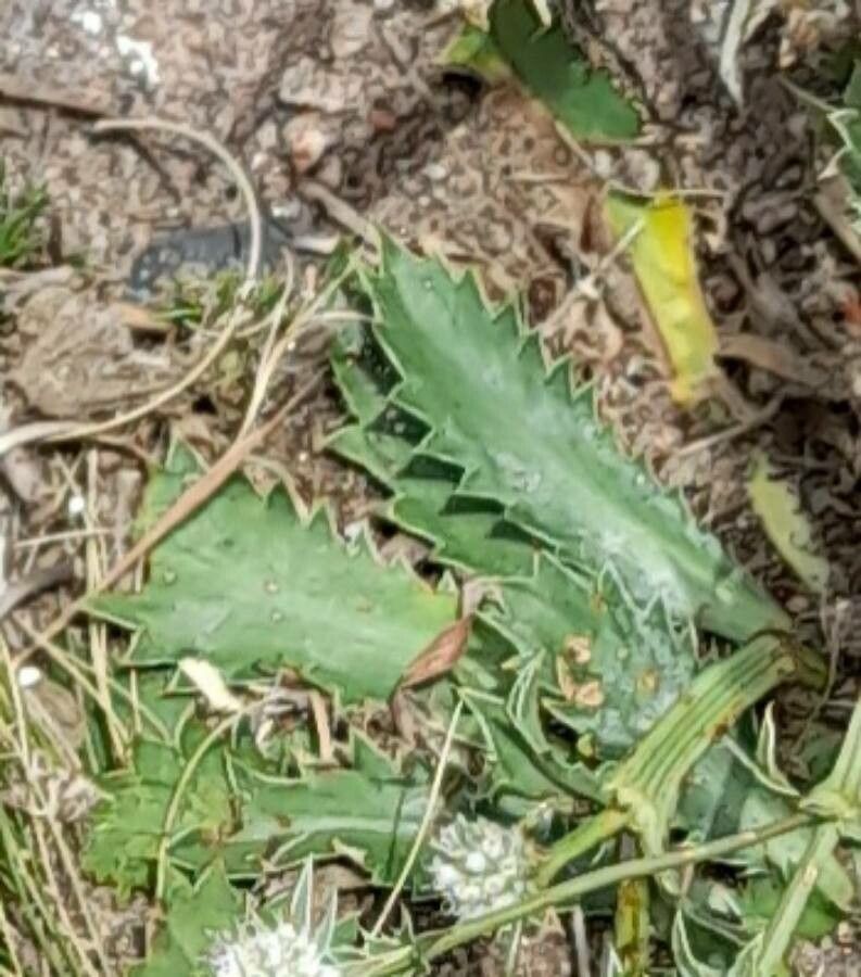 Eryngium nudicaule — search result for 'Eryngium'