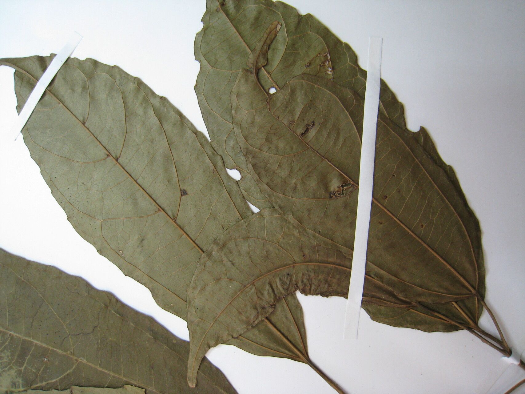 Alchorneopsis floribunda other