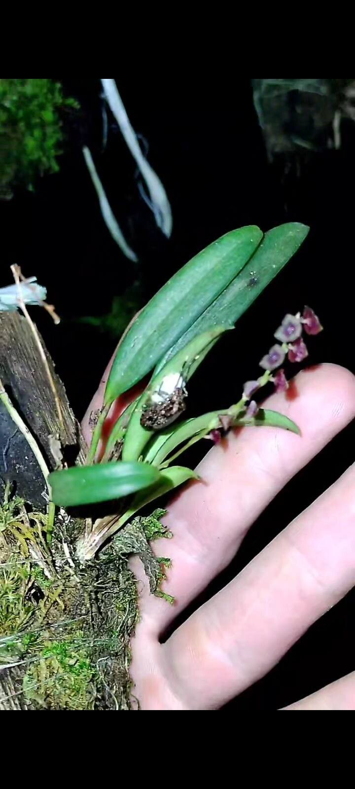 Stelis purpurascens — houseplant care guide